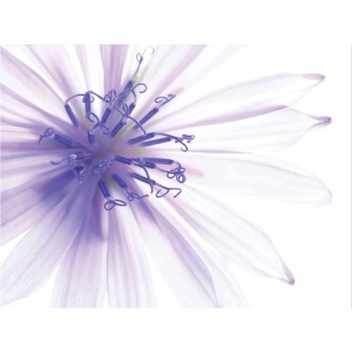 Innova lila röntgen sugár virág 70x90 vászon falikép