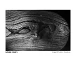 Ilford Pan F 120 fekete-fehér negatív film